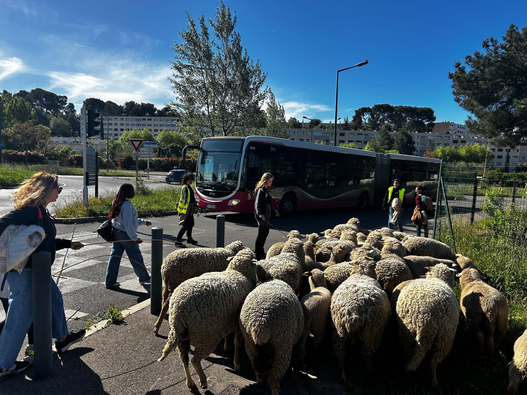 Le troupeau dans la rue, avec un bus de la ville en arrière-plan