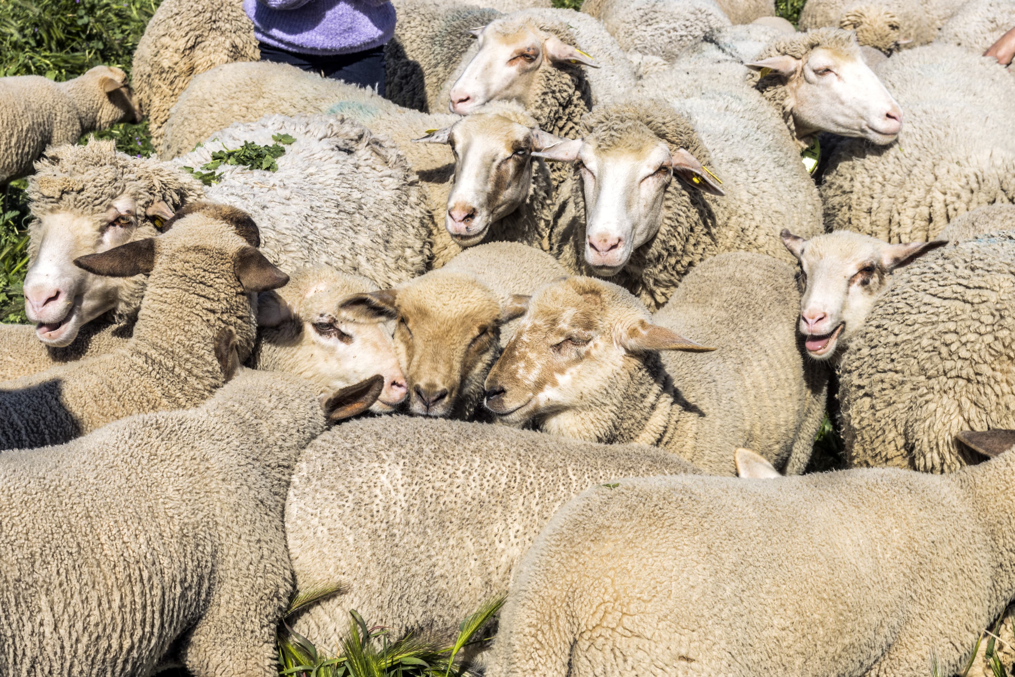 Les brebis sont très proches les unes des autres, leurs visages se touchent, les uns à côté des autres