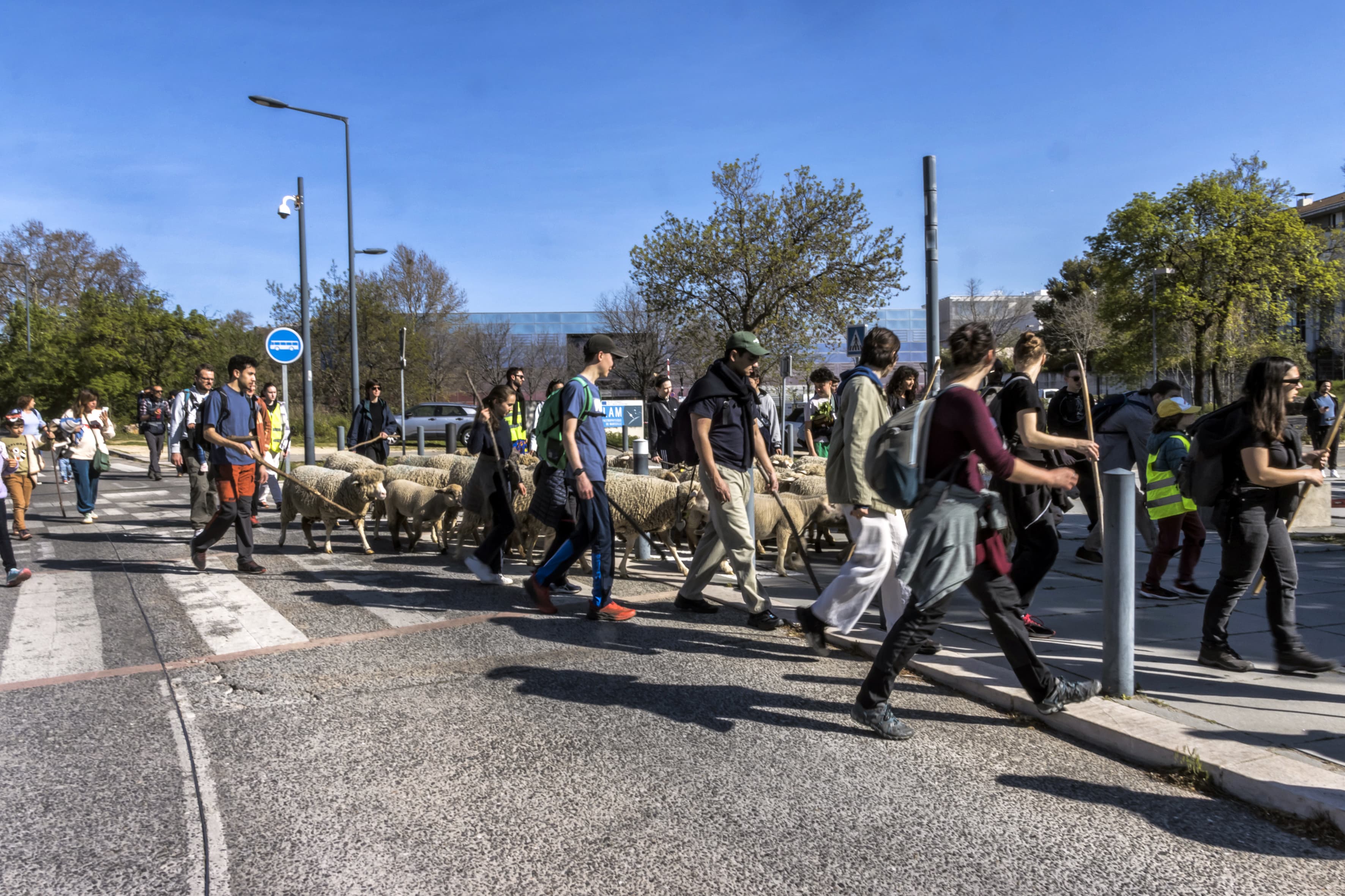 Transhumance: les brebis traversent un passage clouté, entourées par de nombreux membres du public