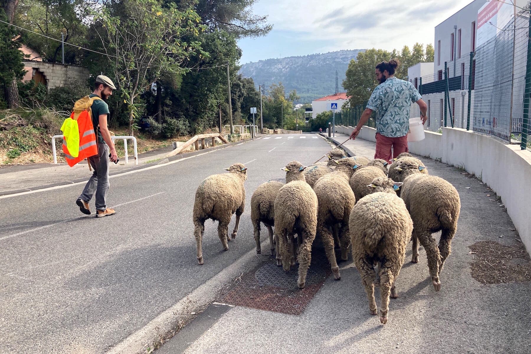 Transhumance